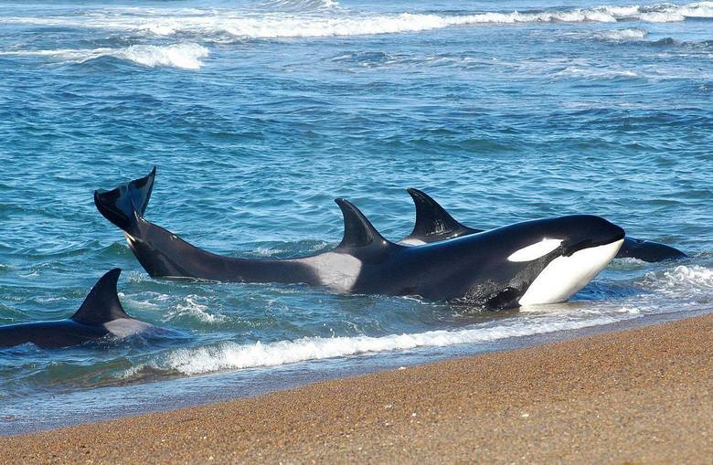 Гигантски китове убийци, все още непознати на науката, живеят край бреговете на Чили