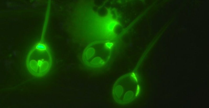 Учените откриха първото „животно“, което не диша кислород 