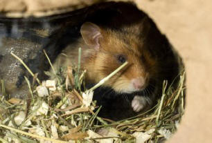 Учените разкриха тайната на хълмовете на Мейм - въпросът е в гризачите