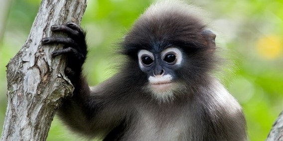 Учените успяха да докажат, че маймуните произлизат от хората