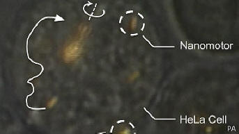 Учените успяха да контролират наномоторите вътре в жива клетка