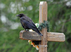 Ученият видя какво става с душата след смъртта!