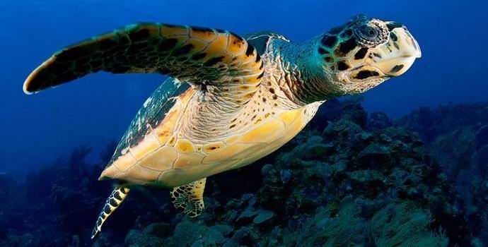 Учените откриха единствената светеща костенурка на планетата