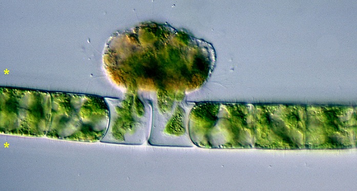 Учените откриха праисторически вампирски микроби
