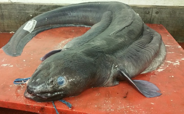 Една змиорка, дълга повече от 2 метра, беше уловена край бреговете на Великобритания.