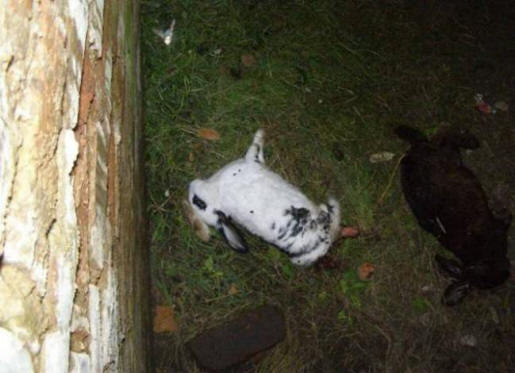 „Украинската