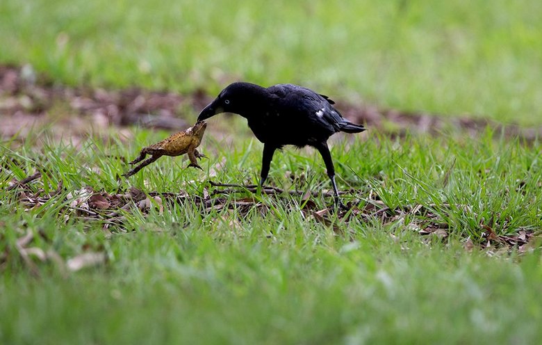 Умни врани ядат дори отровни жаби - и нищо.