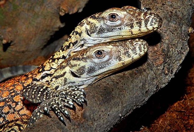 В американския зоопарк женски мониторски гущер роди себе си