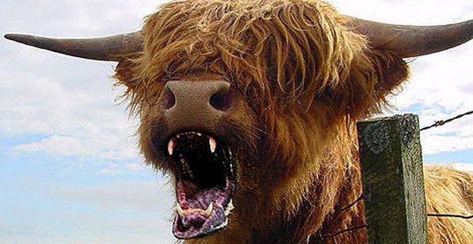 В Америка пчелите и кравите са по-лоши от всички хищници