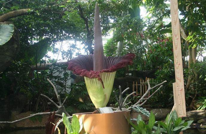 Гигантско цвете с смрадливи цветя цъфна в Америка.