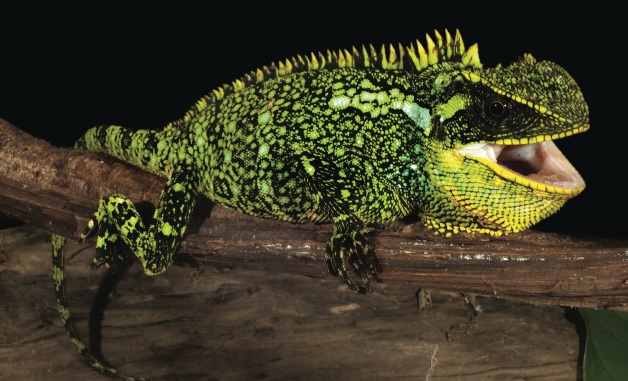 3 странни вида гущери, открити в Андите