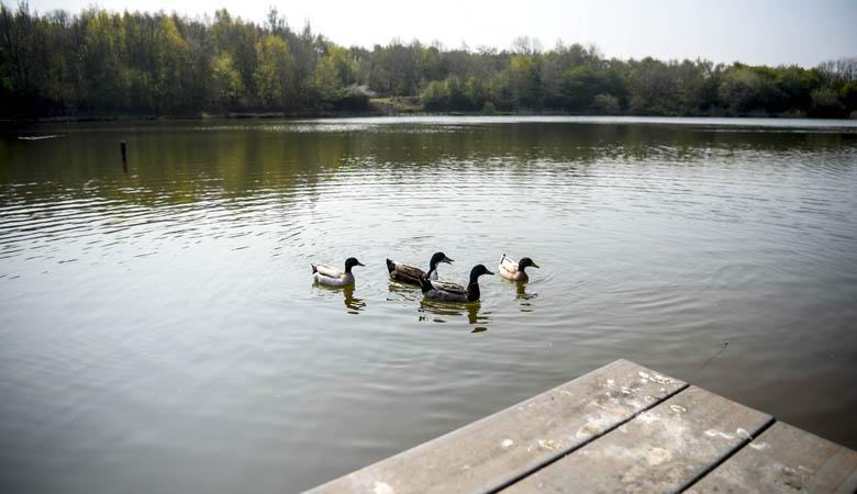 В английското езеро животните започнаха да изчезват: причината беше намерена, но никой не знае как да я премахне