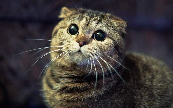 Котките мистично изчезват в Австрия