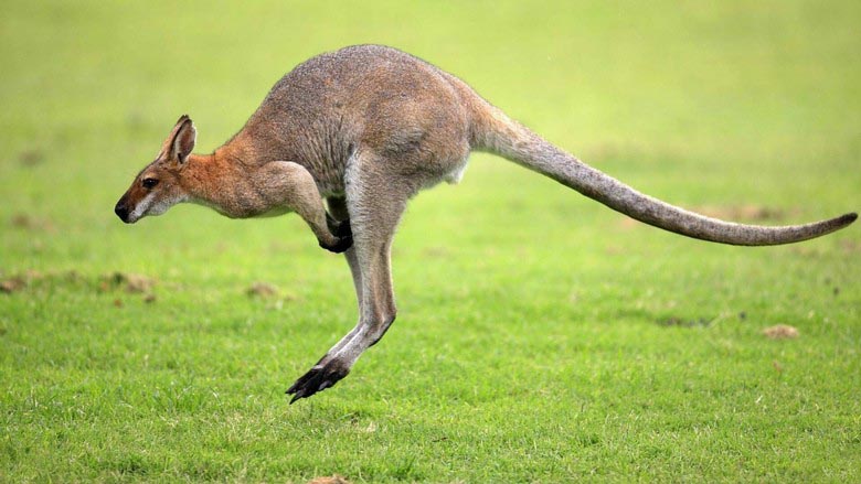 В Австрия (не в Австралия) те хващат мистериозния кенгуру криптид