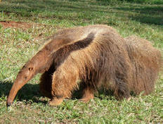 В Бразилия гигантски антеатри убиха двама ловци