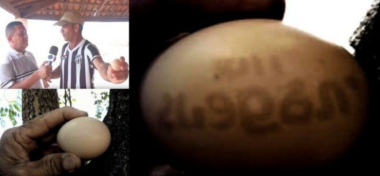 В Бразилия едно пиле снася яйце с числа и символи.