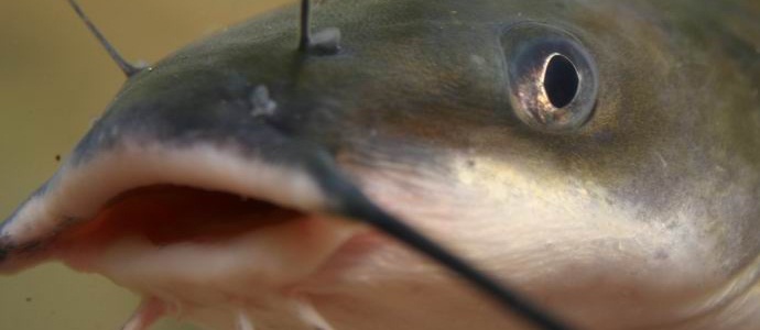 Влязох в къщата на китайско семейство и там организирах погром ... сом