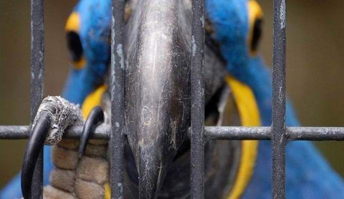 В Индия беше арестуван фелобар