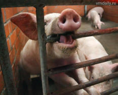 Китай разследва смъртта на повече от 500 прасета и кучета за една нощ