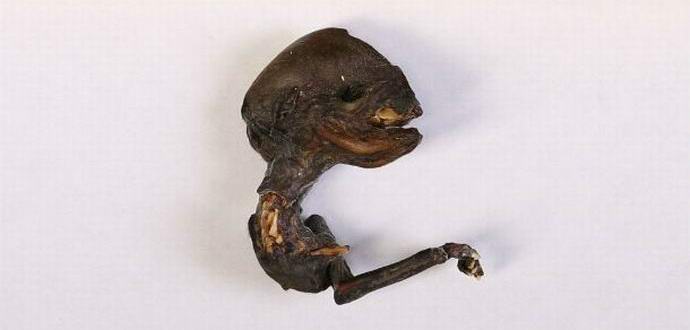 Невероятно създание, открито в Красноярския край