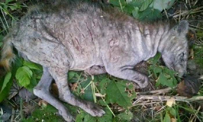 В горите на Латвия са чупакабри?