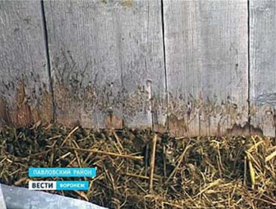 В Павловск чупакабра отново отиде на лов