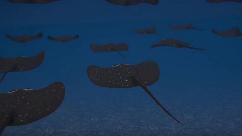 Турция планира да създаде подводни мини под формата на стърготини