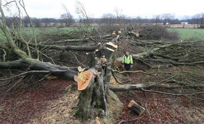 Уелс загадъчно изгубени вековни букове
