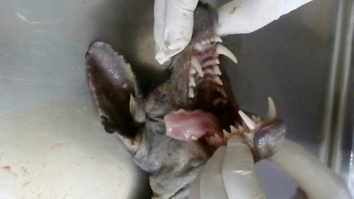 Поредната чупакабра, убита в Украйна