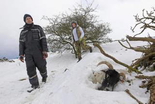 Във Великобритания лошото време уби хиляди животни. Видео