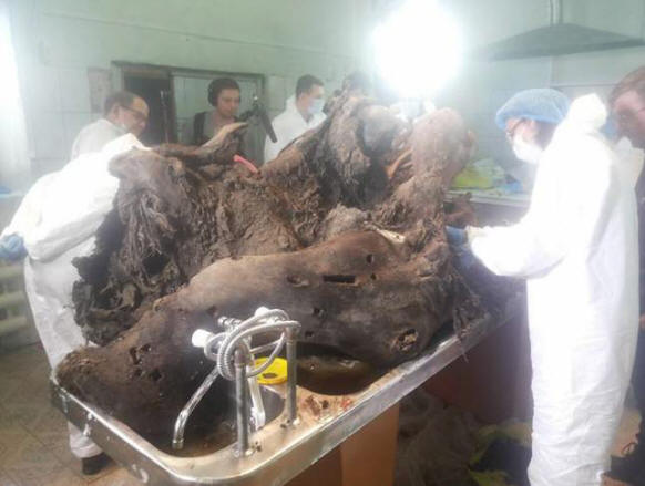 В Якутия те изучават мамут с течна кръв и вече обявиха възможността за клониране