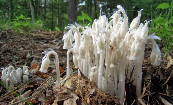 В Япония е открито невероятното.