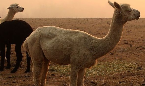 Коронавирусна ваксина: учените са открили антитела в кръвта на лама 