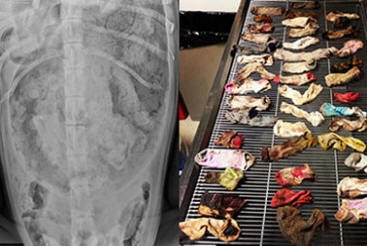 Ветеринарите взеха 43 чорапа от кучето