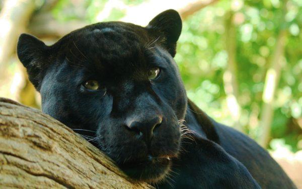 Защо сънува черната пантера 