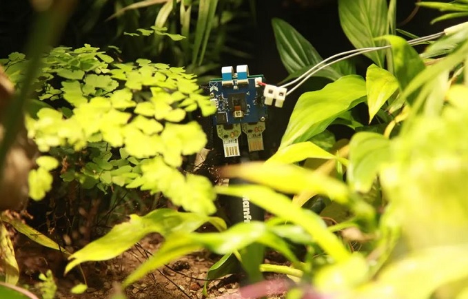 „Отглежданата