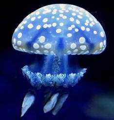 Предупреждение: идват медузи!