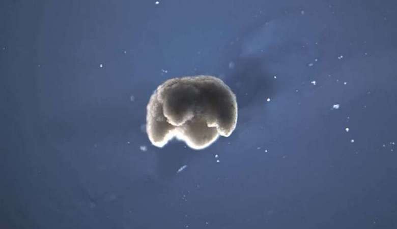 „Създадени