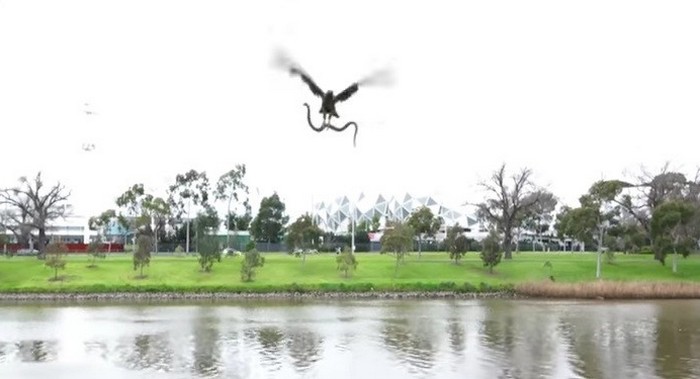 Ястребът хвърля змия на туристите