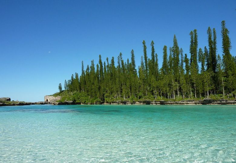 Тайнствените кулинарни борове