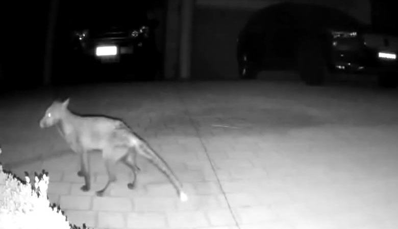 Тайнственото същество се качи на камерата за наблюдение