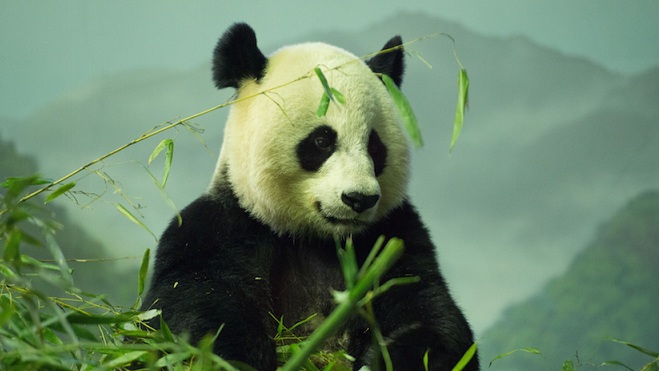 Земята - на прага на глобалното изчезване на живите същества