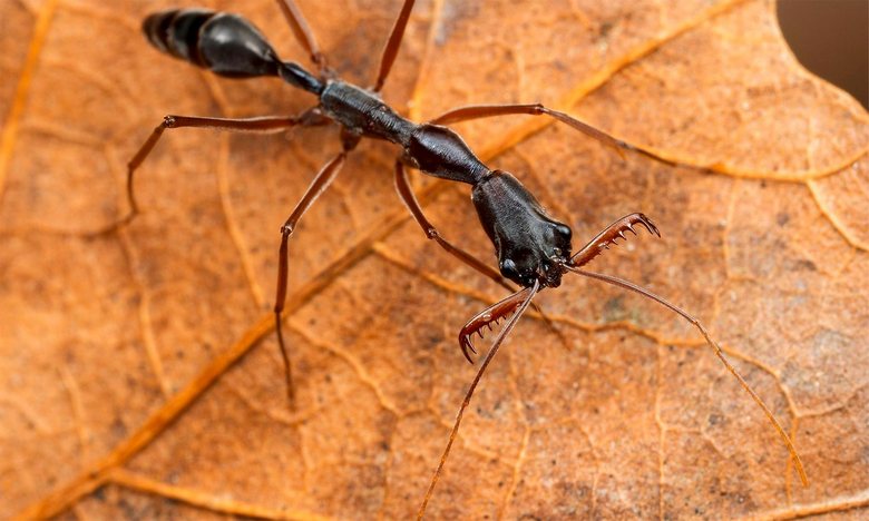 Ожесточени битки в света на насекомите: войнствените мравки на Флорида