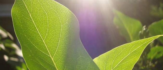 "Течно слънце" - какво е това?