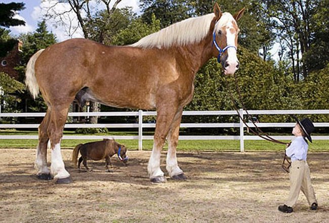 „Животните