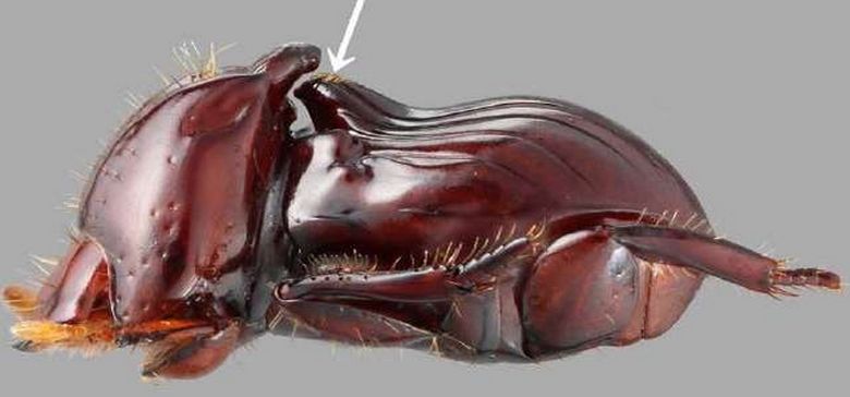 Мързелив бръмбар, който изненада ентомолозите
