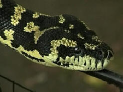 Змии нападнаха сградата на американския съд