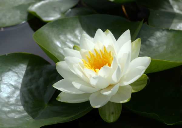 Преодолейте тревата 